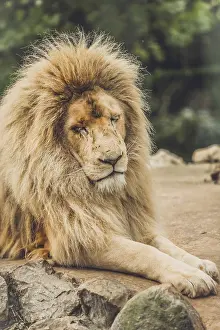 Portrait of an old lion sitting on a rock