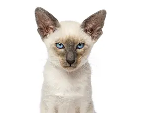 Portrait of oriental shorthair kitten looking at camera on white background