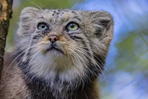 Portrait of a Pallas's cat (Otocolobus manul) or Manul