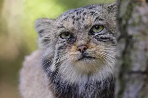 Portrait of a Pallas's cat (Otocolobus manul) or Manul
