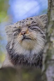 Portrait of a Pallas's cat (Otocolobus manul) or Manul