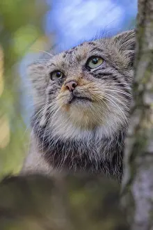 Portrait of a Pallas's cat (Otocolobus manul) or Manul