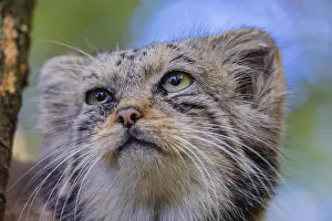 Portrait of a Pallas's cat (Otocolobus manul) or Manul