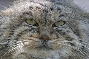 Portrait of a Pallas's cat (Otocolobus manul) or Manul