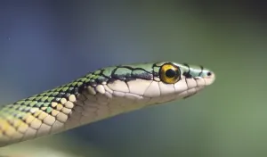 Portrait of a Parrot snake ready to attack (Leptophis ahaetulla) Concepcion