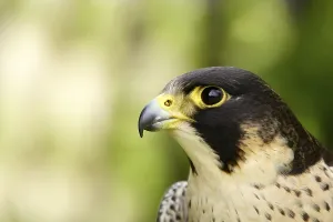 Portrait of a Peregrine Falcon (Falco peregrinus)