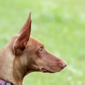 The portrait of Pharaoh Hound Puppy in the garden in the garden