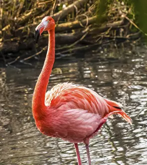 Portrait of pink flamingo Italy