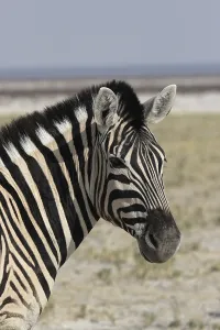 Portrait of a Plains Zebra (Equus quagga) in the Etosha National Park