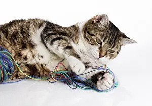 Portrait of a playing house cat with a colourful ball of wool