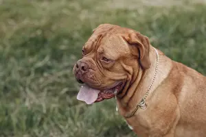 Portrait profile Dogue de Bordeaux