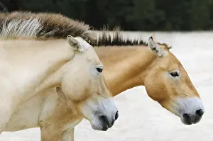 Portrait Of Two Przewalski's horses On Nature<br> Portrait Of Two Przewalski's horses On Nature