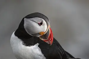 Portrait of a puffin (Fratercula arctica)