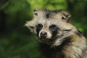 Portrait of a raccoon dog against a green background
