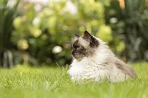Portrait of a Ragdoll. Bad Salzschlirf