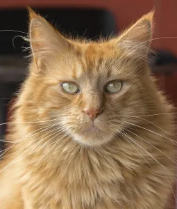 Portrait of a red brown Maine Coon cat