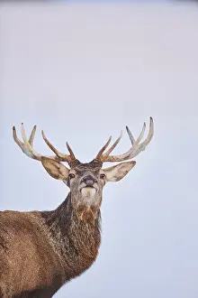 Portrait of a red deer (Cervus elaphus)
