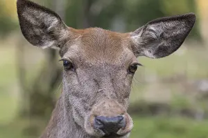 Portrait of a red deer doe (Cervus elaphus) standing on a meadow