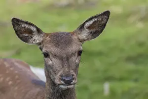 Portrait of a red deer fawn (Cervus elaphus) standing on a meadow