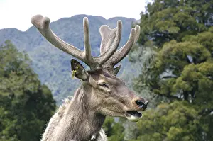 Portrait of red deer stag in velvet
