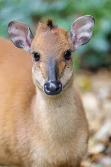 Portrait of a red forest duiker