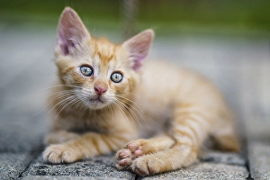 Funny Animal Prints: Portrait of a red kitten in the garden