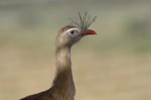 Portrait of a Red-legged Seriema (Cariama cristata) or Crested Seriema