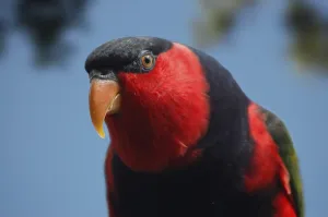 Portrait of red lorikeet