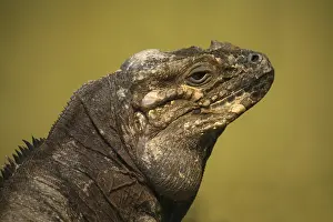 Portrait of a rhinoceros iguana