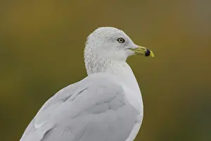 Portrait of ring-billed gull (Larus delawarensis) in Homosassa