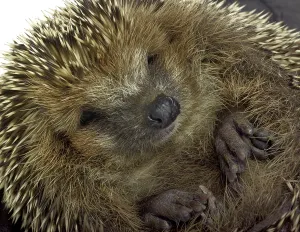 Portrait of a rolled-up young hedgehog