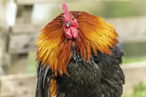 Portrait of a Rooster in a farmyard