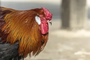 Portrait of a Rooster in a farmyard