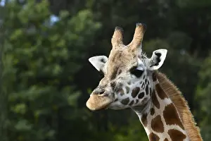 Portrait of an Rothschild's giraffe (G)
