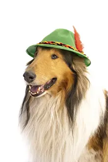 Portrait of a rough collie with bavarian hat on white background