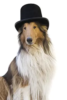 Framed Print : Portrait of a rough collie dog with black top hat isolated on white background