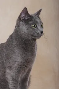 Portrait of a Russian Blue cat