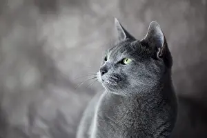 Portrait of a Russian Blue Cat, studio shot