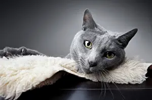 Portrait of a Russian Blue Pedigree Cat