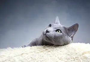 Portrait of a Russian Blue Pedigree Cat