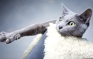 Portrait of a Russian Blue Pedigree Cat