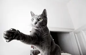 Portrait of a Russian Blue Pedigree Cat
