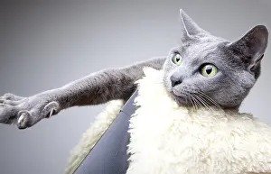 Portrait of a Russian Blue Pedigree Cat