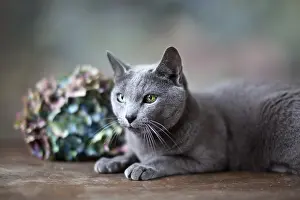 Portrait of a Russian Blue Pedigree Cat