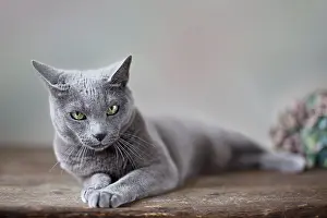 Portrait of a Russian Blue Pedigree Cat