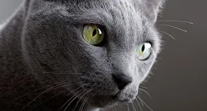 Portrait of a Russian Blue Pedigree Cat