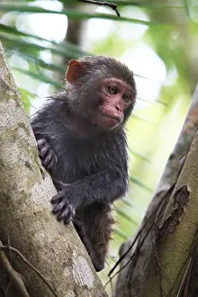 Portrait of the sad monkey. Park of monkeys in China