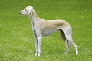 The portrait of Saluki dog in the garden
