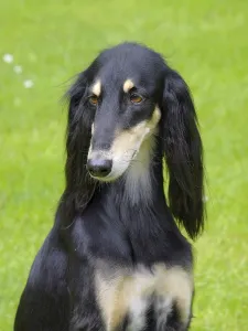 The portrait of Saluki dog on a green grass lawn