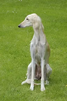 The portrait of Saluki dog on a green grass lawn